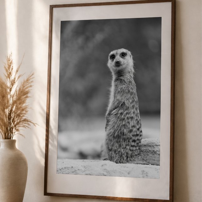 Svart och Vit Mangust Porträtt Vilda Djur Poster (Skapare uppladdad)