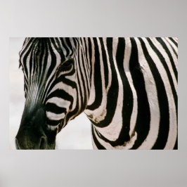Svart och vit mönster nära Zebra och strimlad Poster
