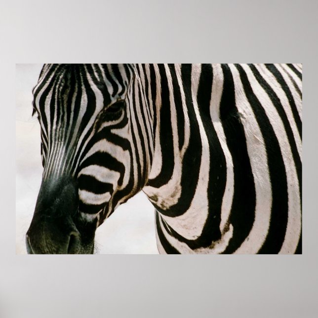 Svart och vit mönster nära Zebra och strimlad Poster (Framsidan)