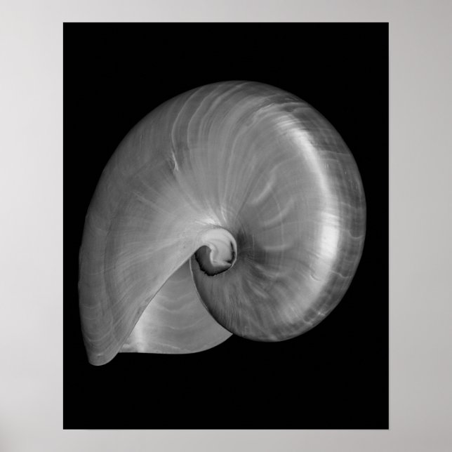 Svart och vit Nautilus-skal Poster (Framsidan)