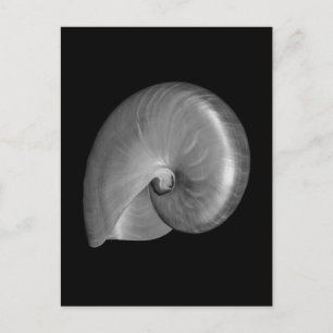 Svart och vit Nautilus-skal Vykort