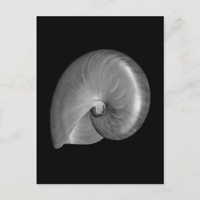 Svart och vit Nautilus-skal Vykort (Framsida)