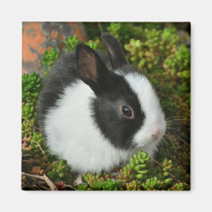 Svart och vit nederländsk Dwarf Mini Bunny Rabbit Magnet