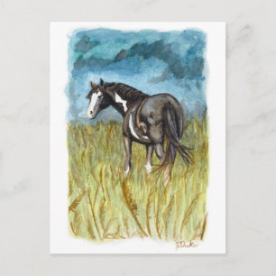 Svart och vit Paint Horse Vattenfärgskonst Vykort