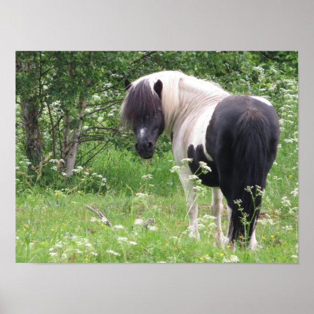 Svart och vit Paint Pony i gräs och blommor Poster (Framsidan)