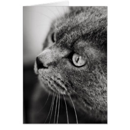 Svart och vit porträtt i en katt - kort
