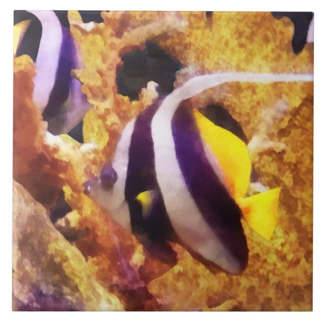 Svart och vit randig kejsarfisk kakelplatta (Framsidan)