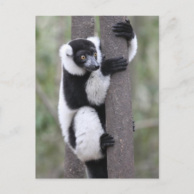 Svart och vit ringstjärtlemur på träd vykort (Framsida)