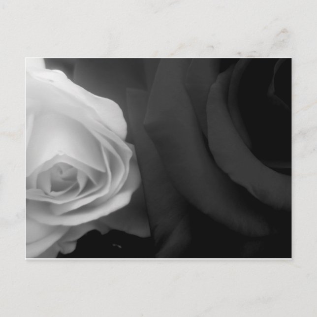 Svart och Vit ros Vykort (Framsida)