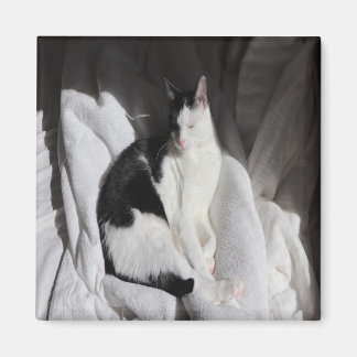 Svart och vit sovande katt/Lägg till ditt husdjurs Magnet