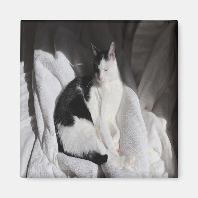 Svart och vit sovande katt/Lägg till ditt husdjurs Magnet (Framsidan)