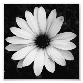 Svart och vit spindel på blomman fototryck