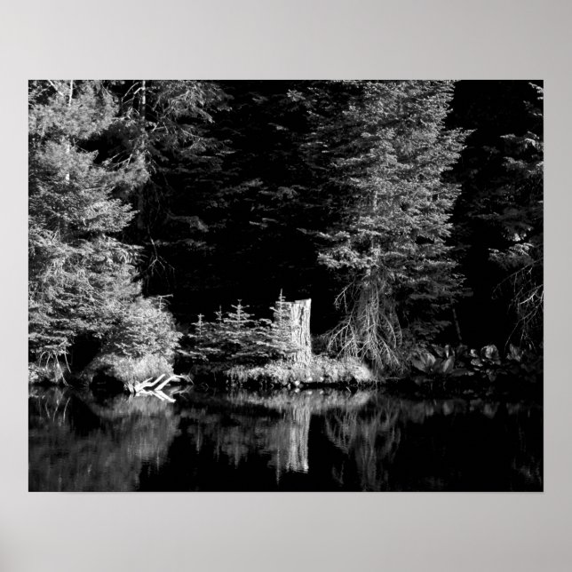 Svart och vit Träd-stump reflekterar i Vatten 16 x Poster (Framsidan)