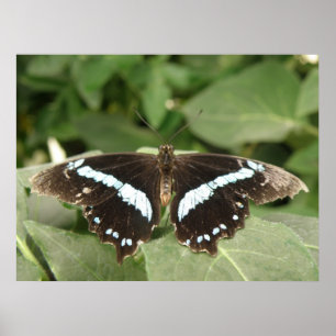 Svart och vit Tropical Butterfly Print Poster
