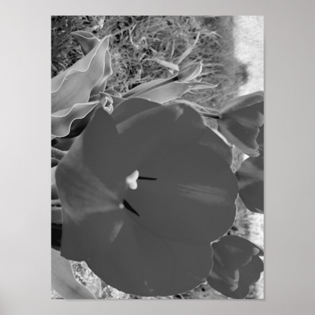 Svart och vit tulip poster (Framsidan)