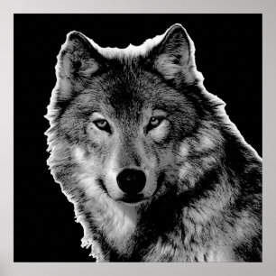 Svart och vit Varg Poster