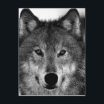 Svart och vit Varg Vykort<br><div class="desc">En perfekt som fungerar i företag eller i ditt privatliv. En enkel,  minimalistisk perfekt. Bara för dig.</div>