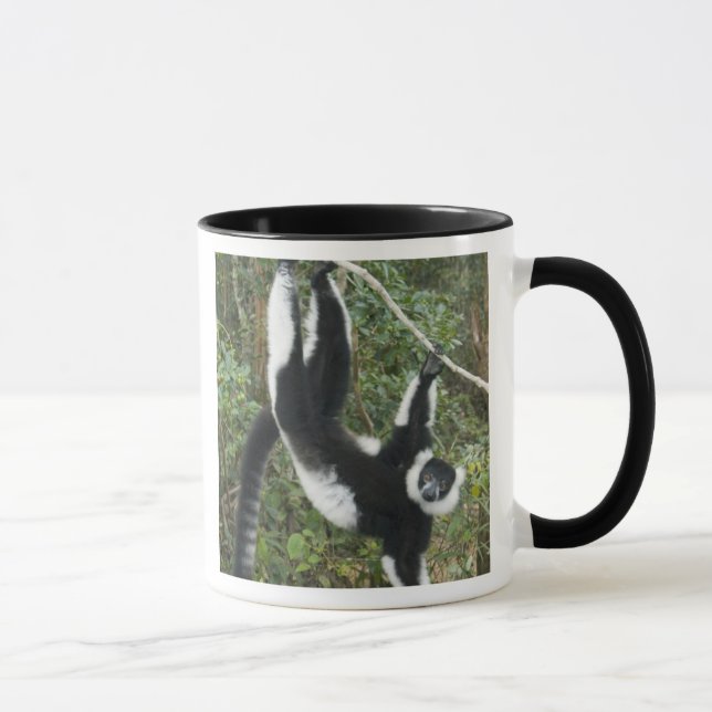Svart och vit vari (Varecia Mugg (Höger)
