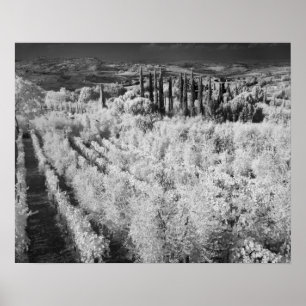Svart och vit vinodling, Montepulciano, Italien Poster