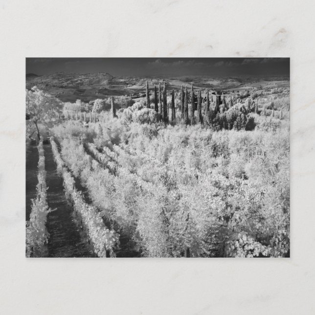Svart och vit vinodling, Montepulciano, Italien Vykort (Framsida)