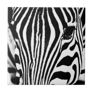 Svart och vit Zebra porträtt Kakelplatta