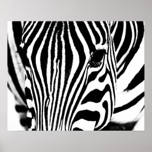 Svart och vit Zebra porträtt Poster