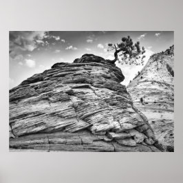 Svart och vit Zion Bonsai Träd Landcape Photo Poster