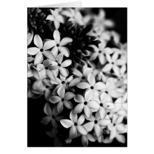 Svart och vita blommor hälsningskort