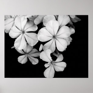 Svart och vita blommor nära varandra poster