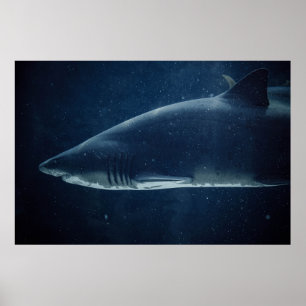 SVART OCH VITSKARK UNDER VATTEN POSTER