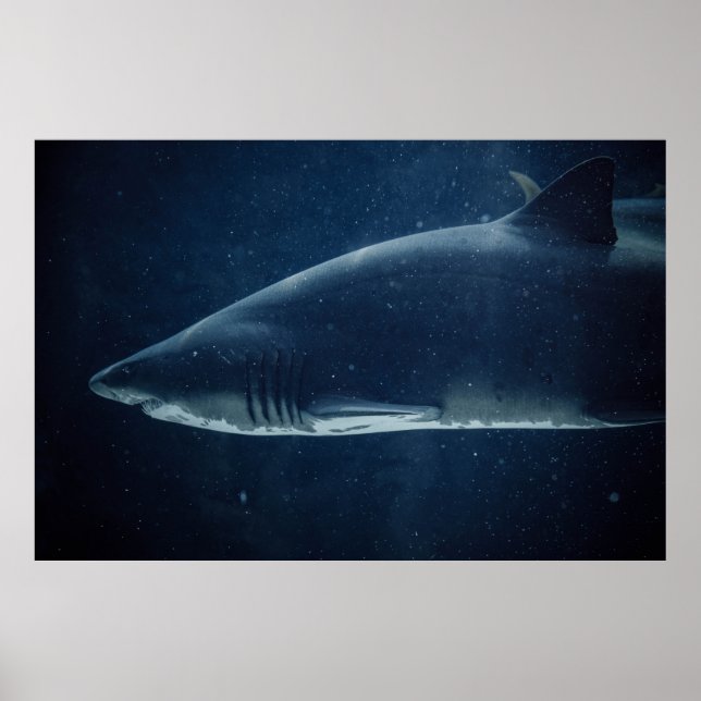 SVART OCH VITSKARK UNDER VATTEN POSTER (Framsidan)