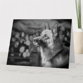 Svart och vitt alsatiskt Hund Foto Kort