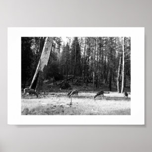 Svart och vitt betesfoto av Hjort Yosemite Poster