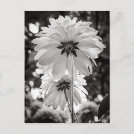 Svart och vitt Dahlias Fine Art Photography Vykort