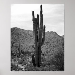 Svart och vitt Desert Cactus 16x20 Poster utskrift