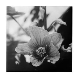 Svart och vitt färgfotografi kakelplatta