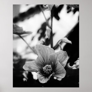 Svart och vitt färgfotografi poster