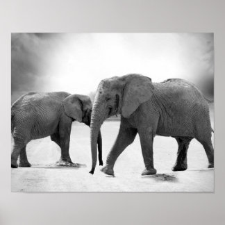 Svart och vitt foto av afrikanska elefanter poster