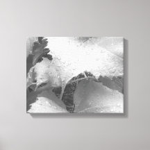 Svart och vitt foto av Blöt och Dewy Grape Lövs