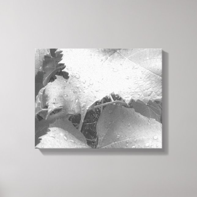 Svart och vitt foto av Blöt och Dewy Grape Lövs Canvastryck (Framsida)