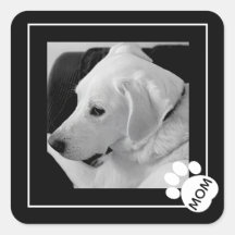 Svart och vitt foto av Cute Hund Tass