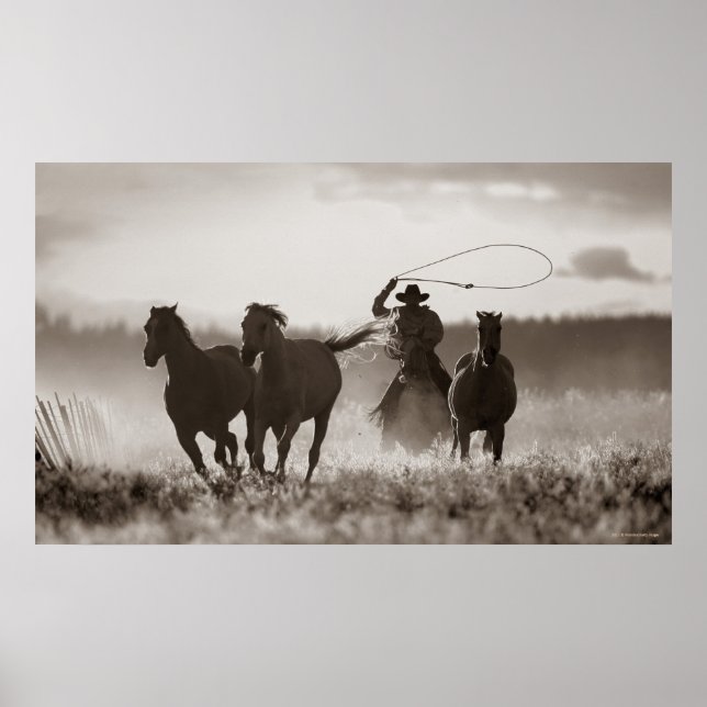 Svart och vitt foto av en Cowboys Lassoing Horses Poster (Framsidan)