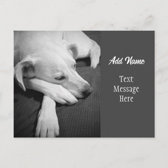 Svart och vitt foto av en enkel Hund Helg Vykort (Framsida)