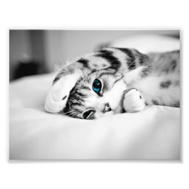 Svart och vitt foto av en katt (Framsidan)