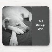 Svart och vitt foto av en vacker Hund