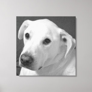 Svart och vitt foto av en vacker, själlös Hund Canvastryck