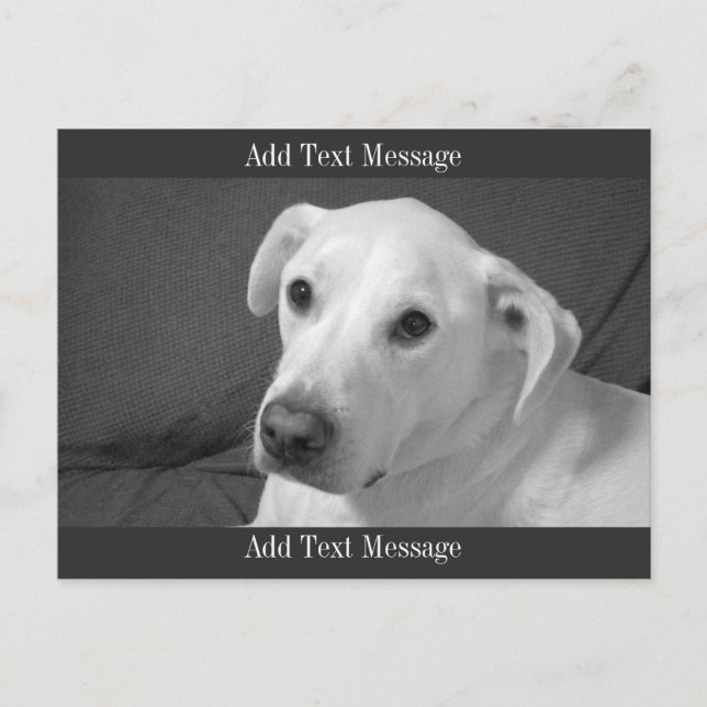 Svart och vitt foto av en vacker, själlös Hund Helg Vykort (Framsida)