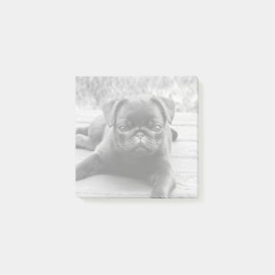 Svart och vitt foto på Cute Pug Puppy Hund älskare Post-it Block