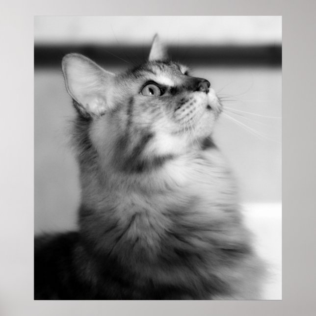 Svart och vitt fotografi, maine Coon Kitten Poster (Framsidan)