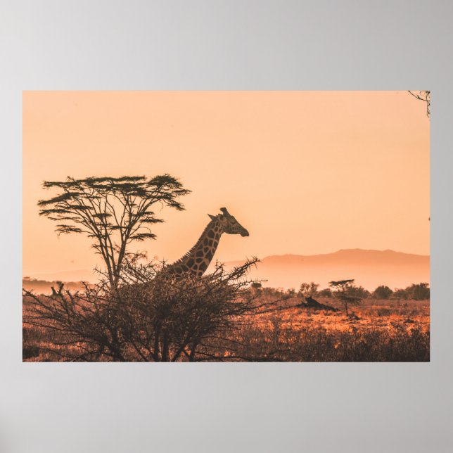 SVART OCH VITT GIRAFFE PÅ FÄLT AV BRÖNGRAS POSTER (Framsidan)